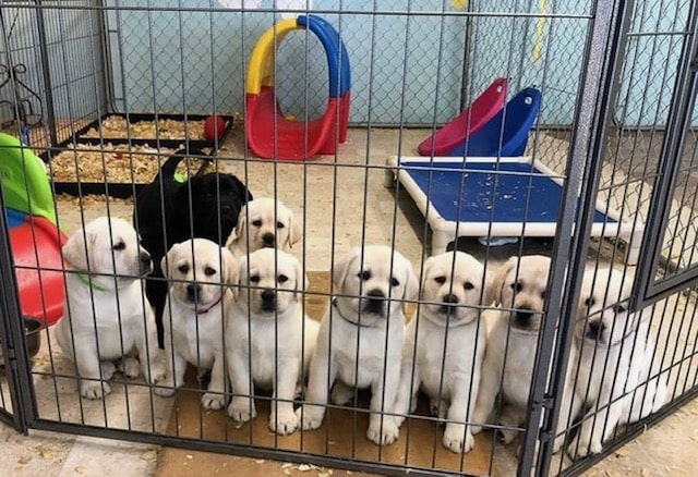 a group of puppies in a cage